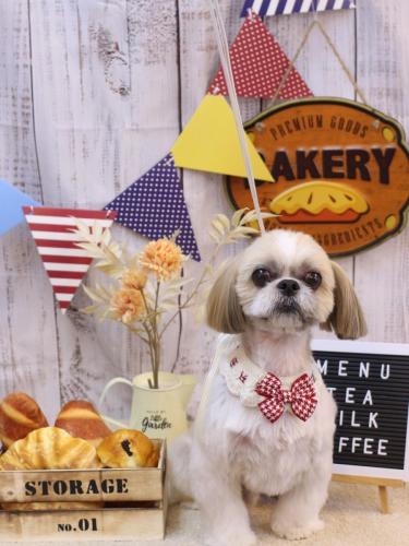 20240908ちょびくん